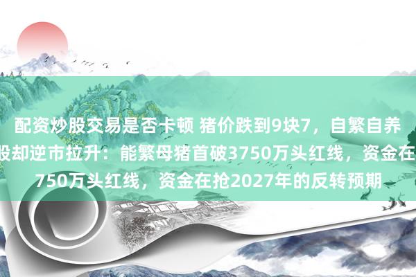 配资炒股交易是否卡顿 猪价跌到9块7，自繁自养一头亏两百多，猪肉股却逆市拉升：能繁母猪首破3750万头红线，资金在抢2027年的反转预期